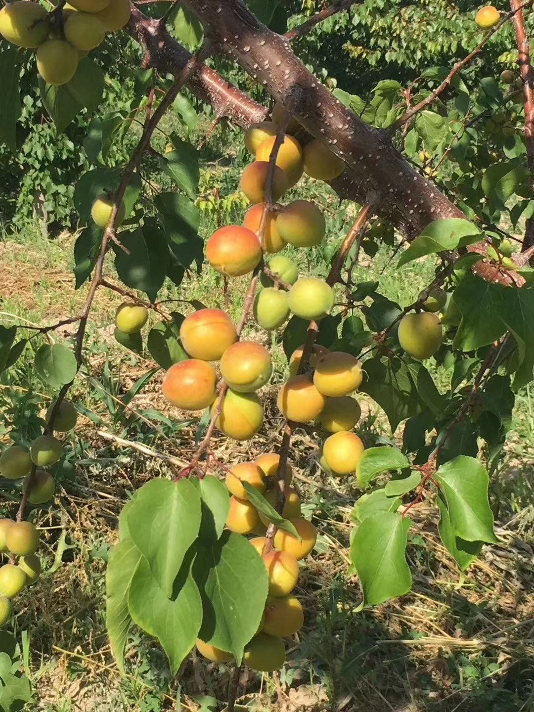 枝头自然成熟的鲜杏